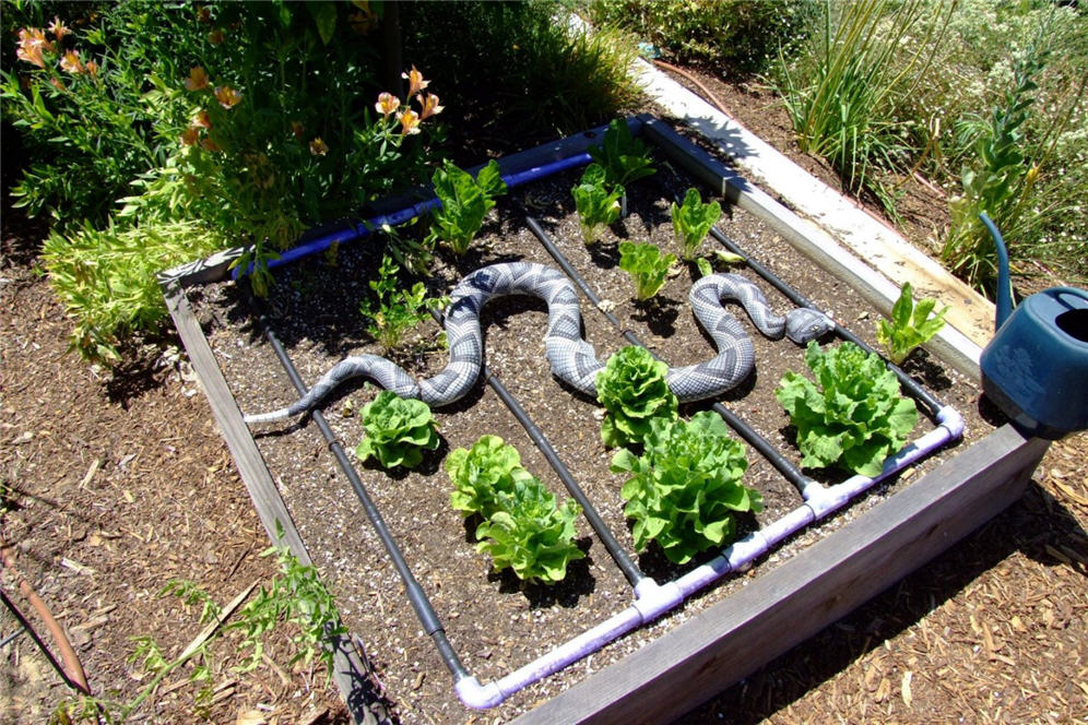 Rattlesnake in Garden