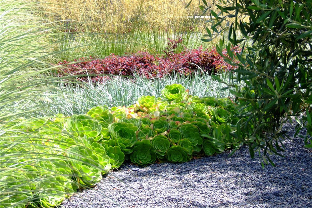 Rows of Rosettes