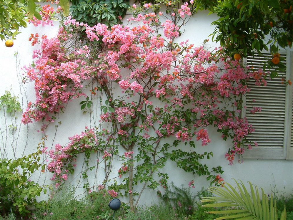 Great Bougainvillea Wall Display