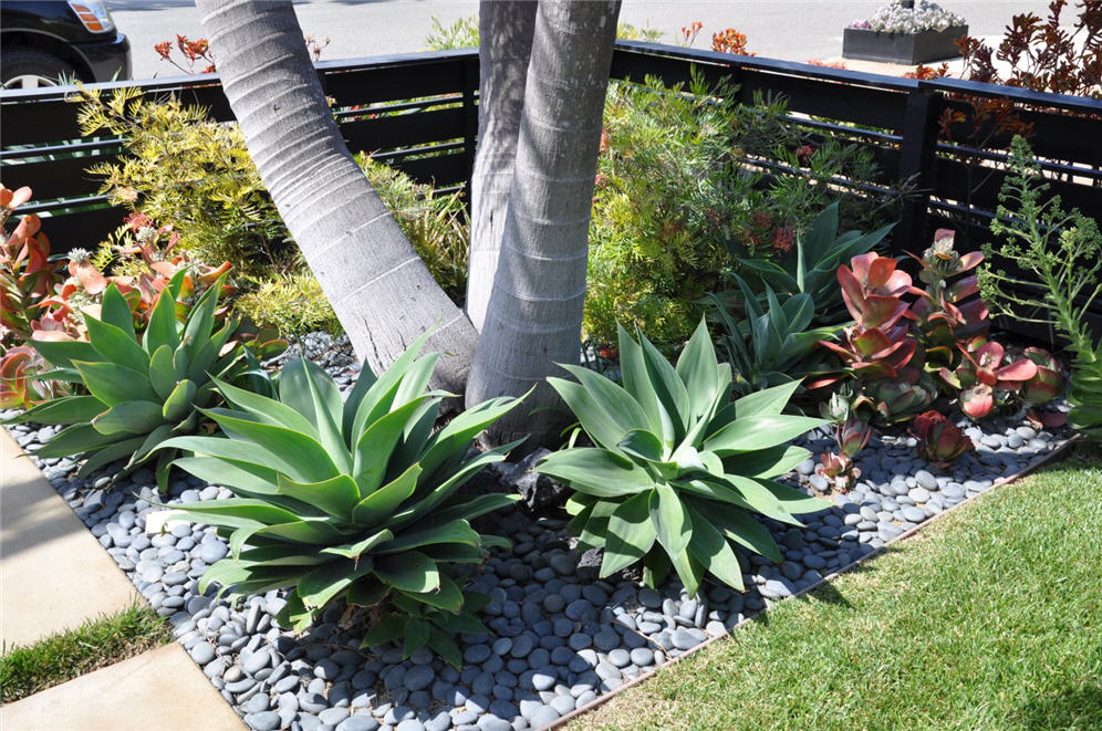 Three Agaves and Palm Trunks