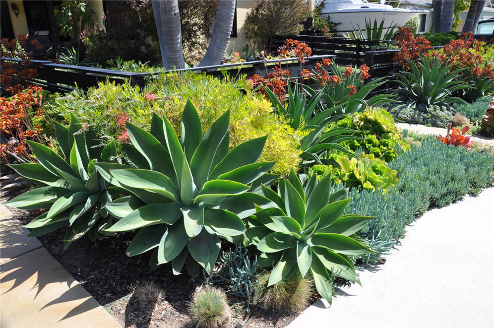 Three Agave Brothers