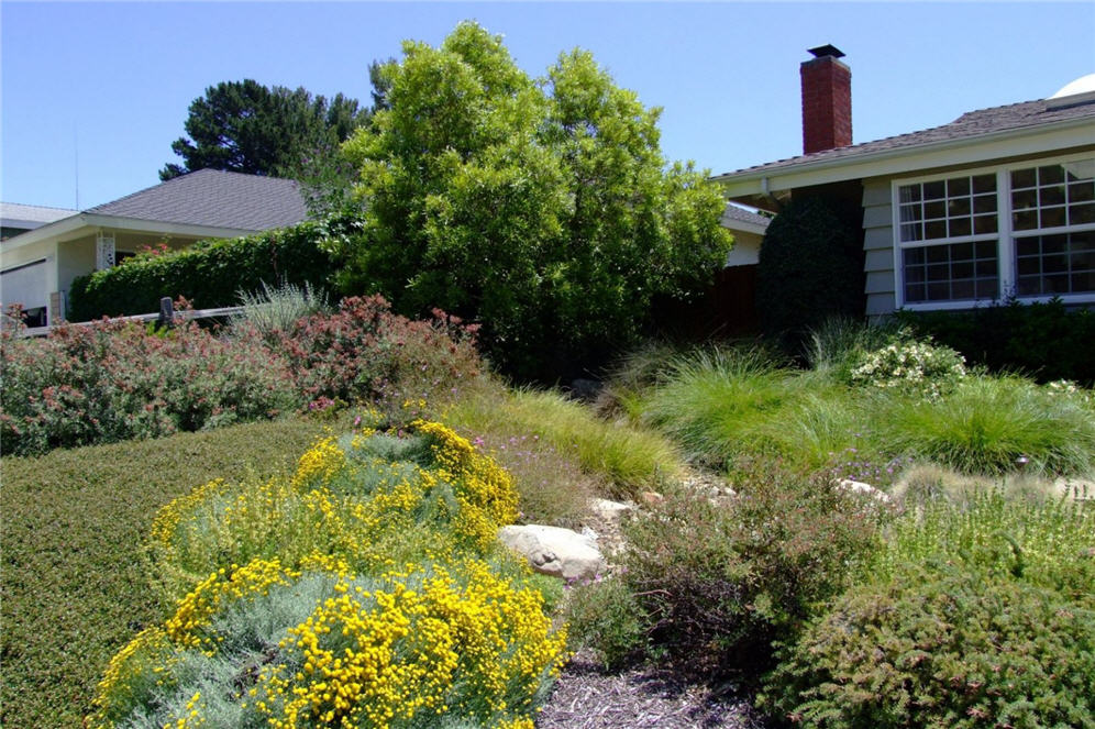 Meadow Front Yard