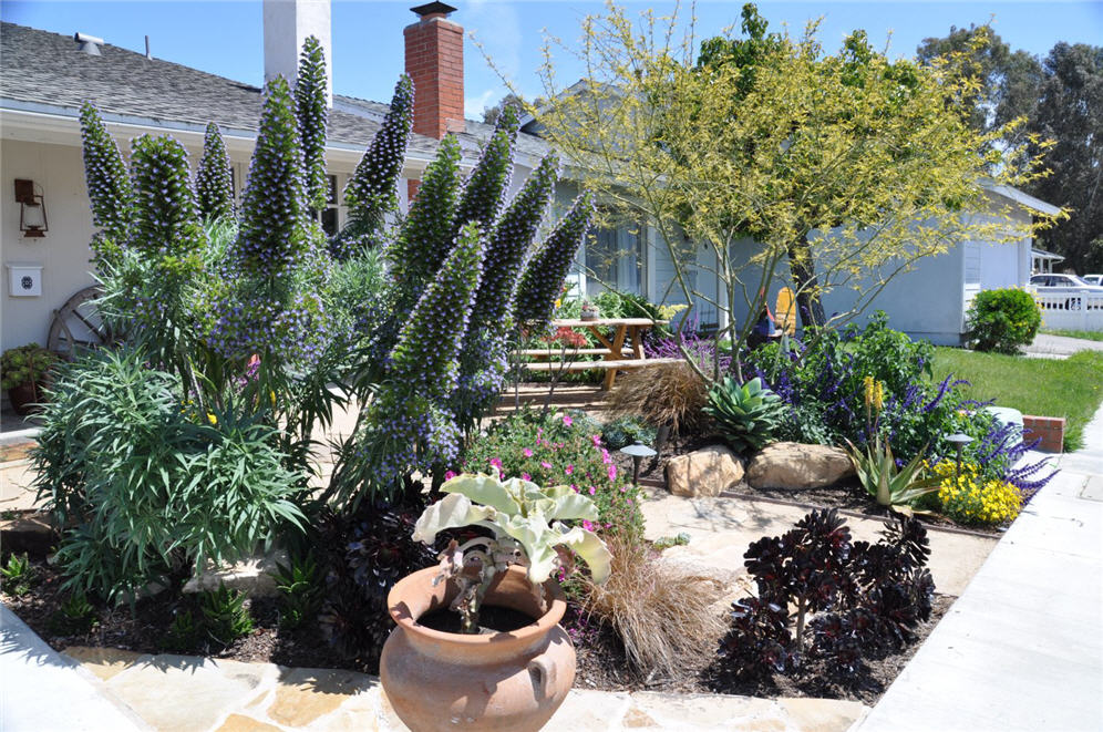 Echium Spikes World Record