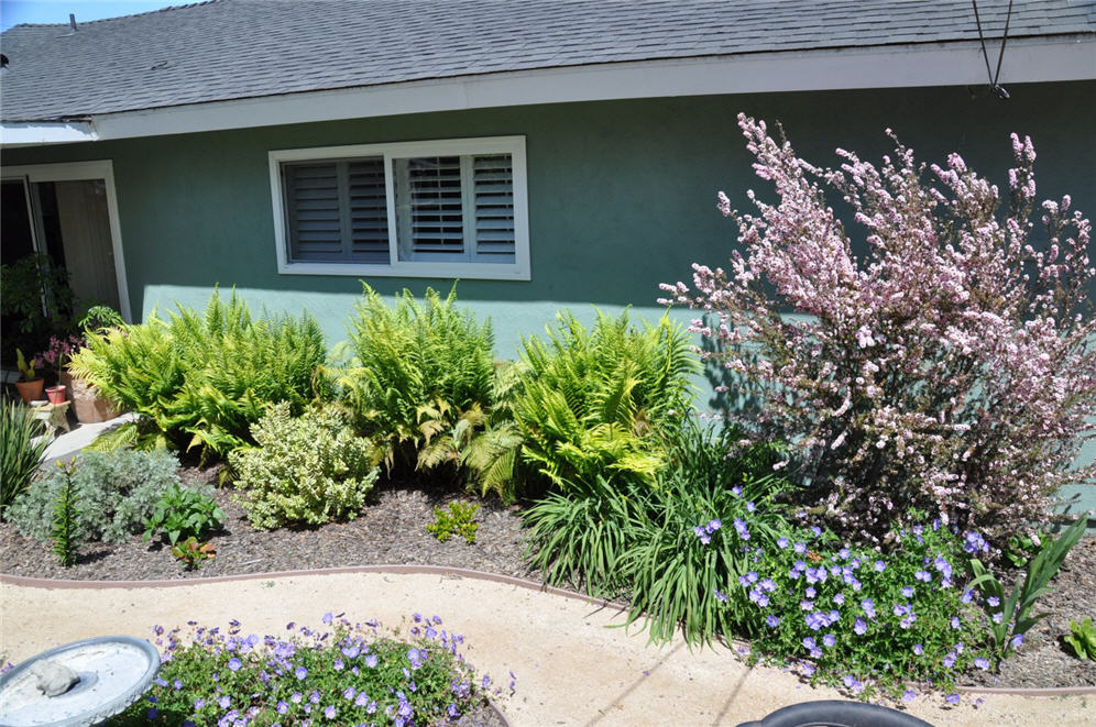 Shrub Border Against the Wall