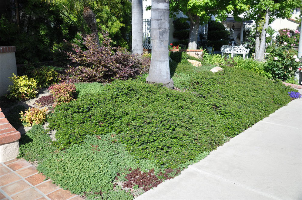 Seagreen Groundcover Detail