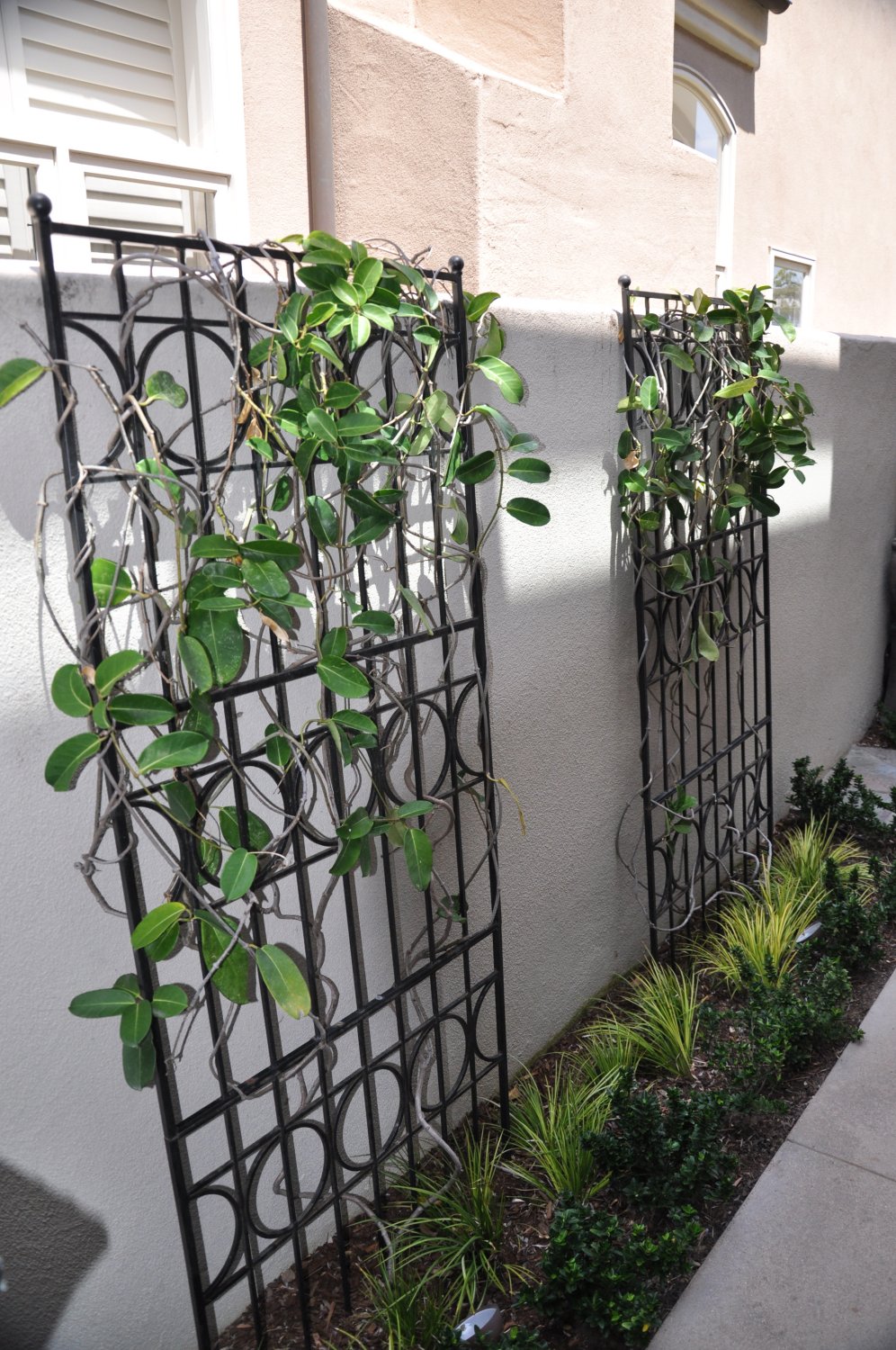 Metal Vine Support and Wall