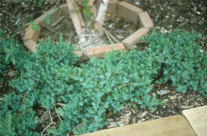 Plant photo of: Juniperus conferta