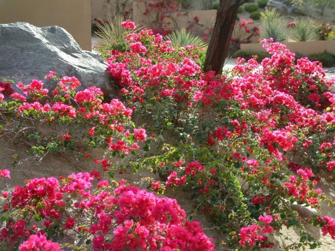 Bougainvillea 'La Jolla'