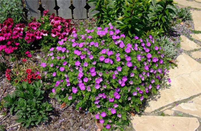 Geranium X cantabrigiense 'Biokovo'