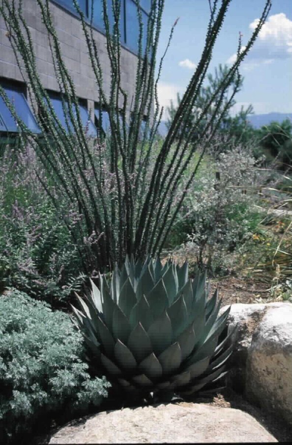 Parrasana Agave