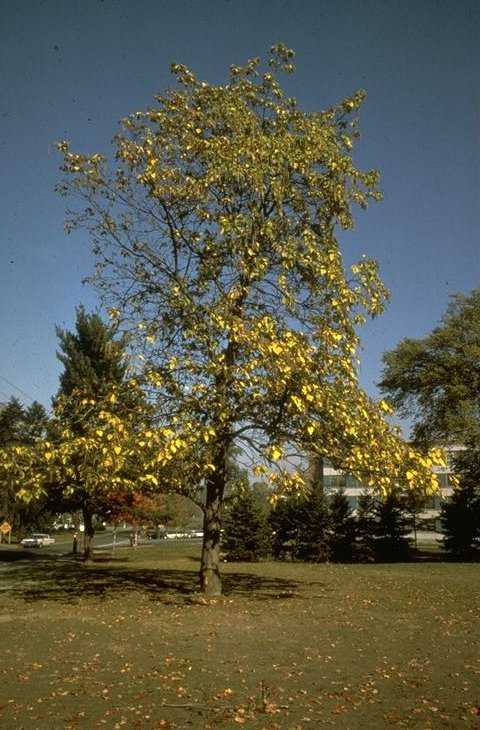 Plant photo of: Catalpa speciosa