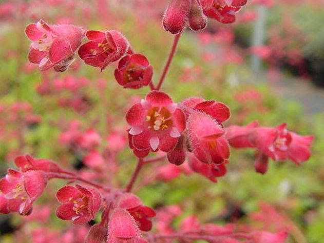 Plant photo of: Heuchera 'Santa Ana Cardinal'