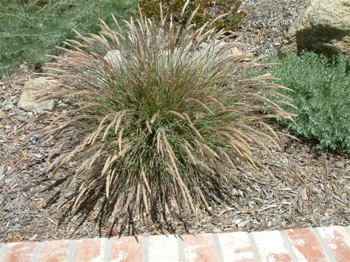 Plant photo of: Calamagrostis foliosa