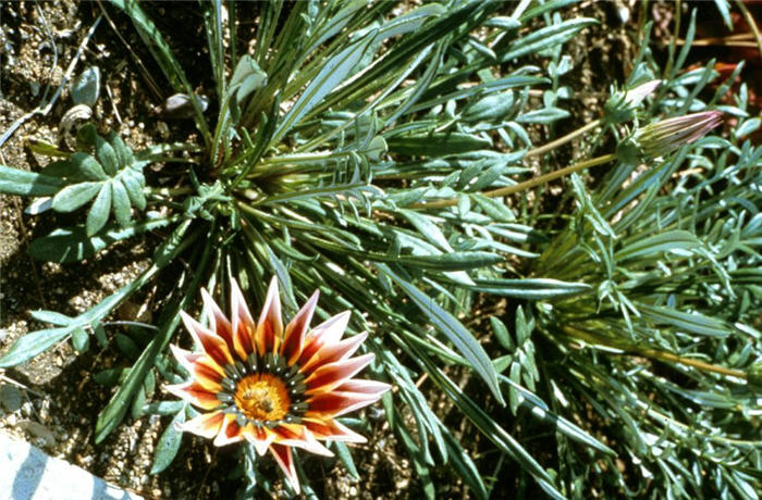 Sunburst Trailing Gazania