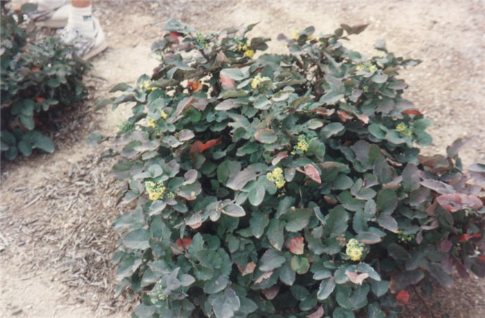 Mahonia repens