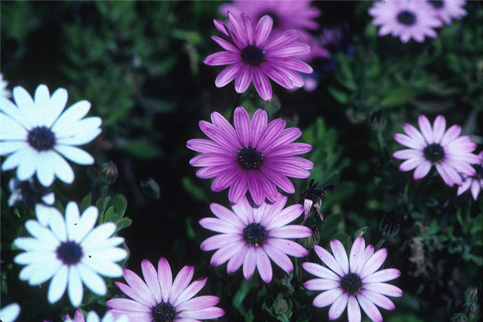 Osteospermum fruticosum