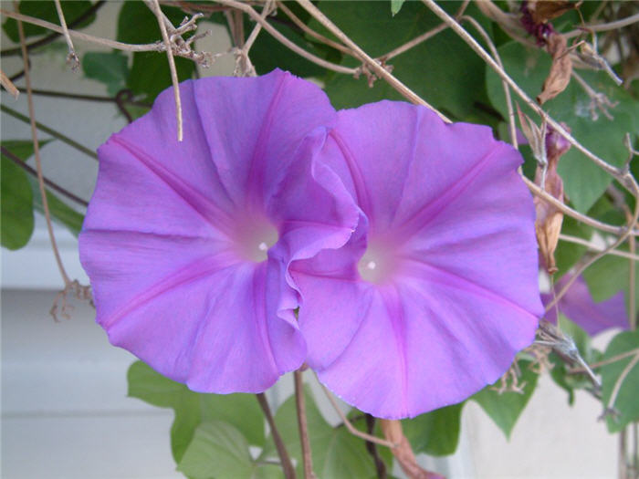 Plant photo of: Ipomoea indica