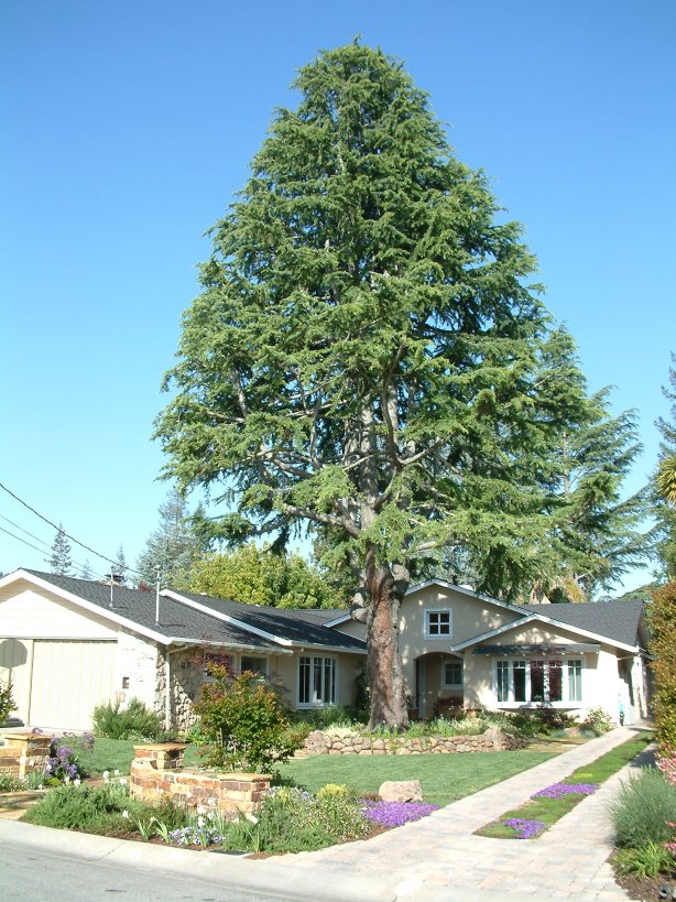 Atlas Cedar