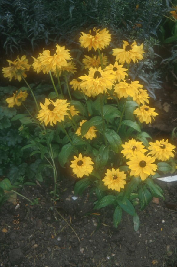 Rudbeckia hirta 'Goldilocks'