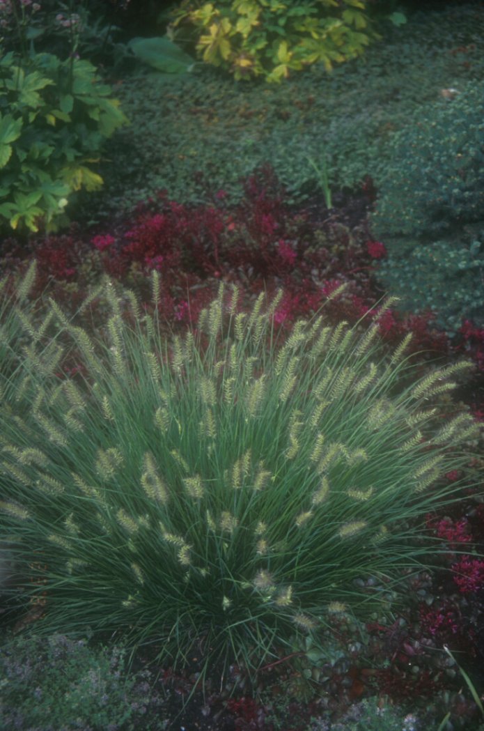 Plant photo of: Pennisetum alopecuroides 'Little Bunny'