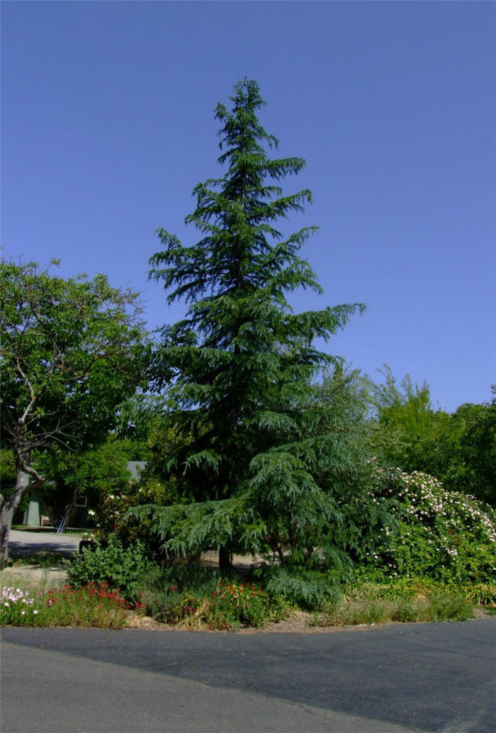 Cedrus deodara