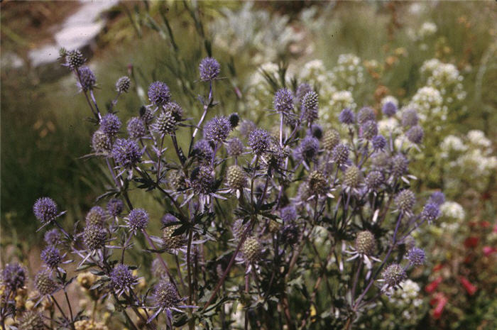 Blue Sea Holly