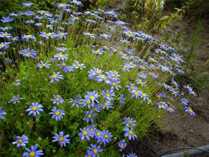 Blue Marguerite, Blue Felicia Daisy