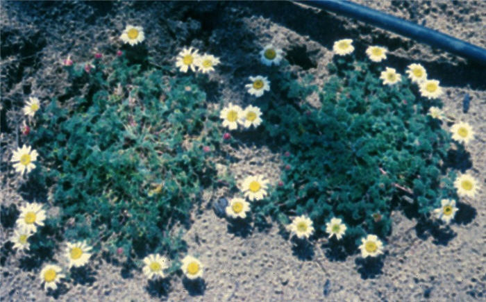 Mt. Atlas Daisy