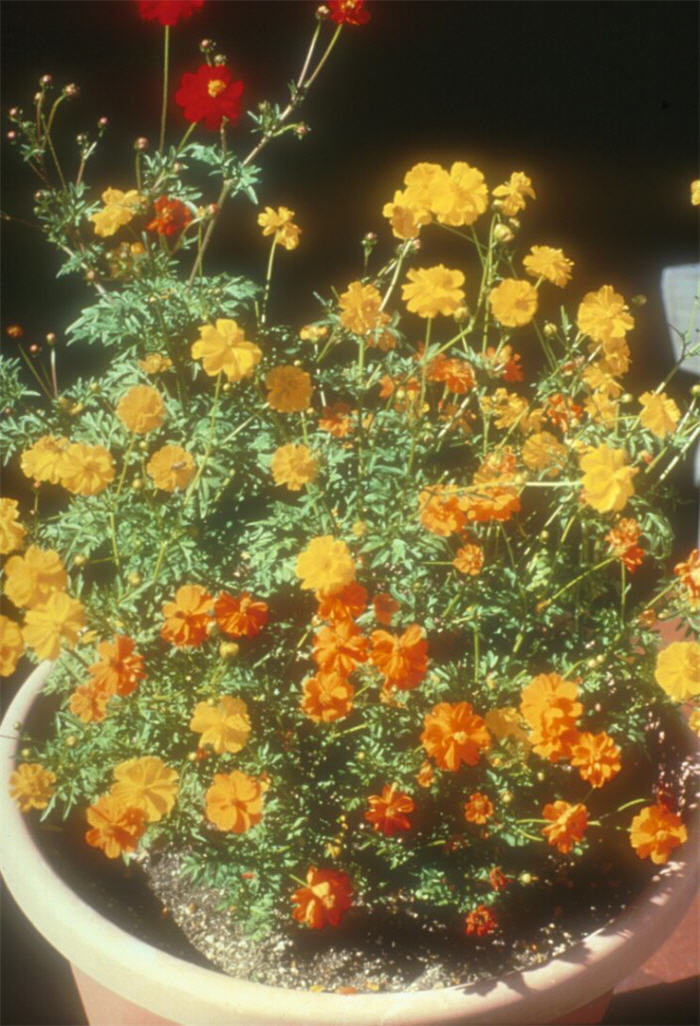 Ladybird Mix Cosmos