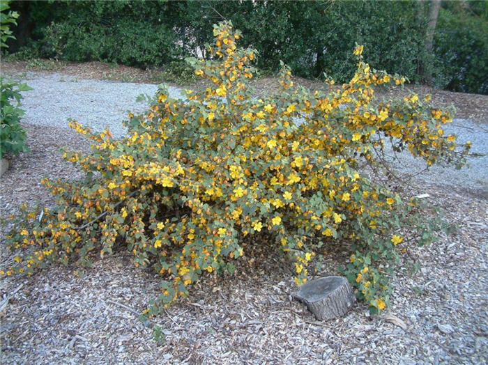 Fremontodendron 'Ken Taylor'