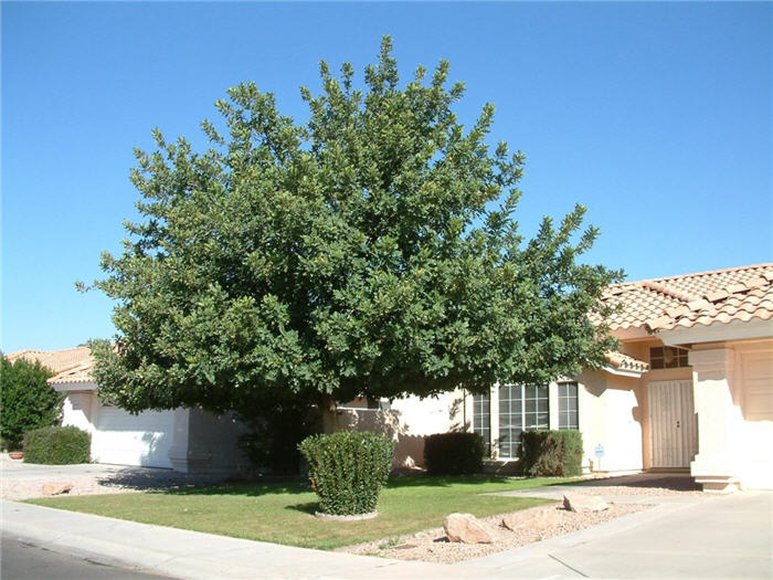 Carob Tree