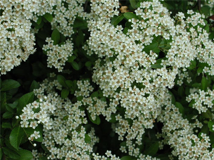 Lalandei Pyracantha