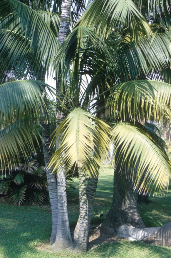 Kentia Palm, Paradise Palm