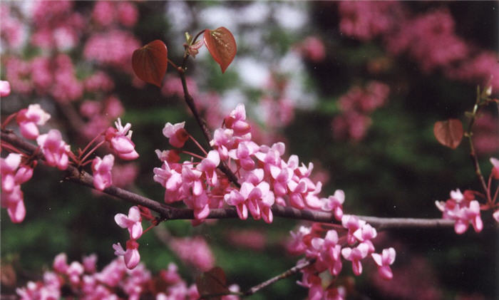 Plant photo of: Cercis occidentalis