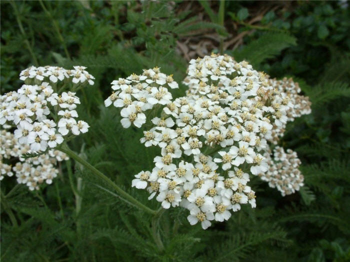 Achillea millefolium