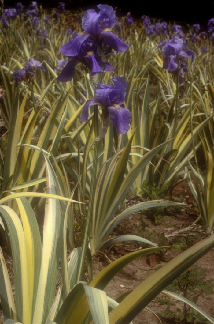 Zebra Iris