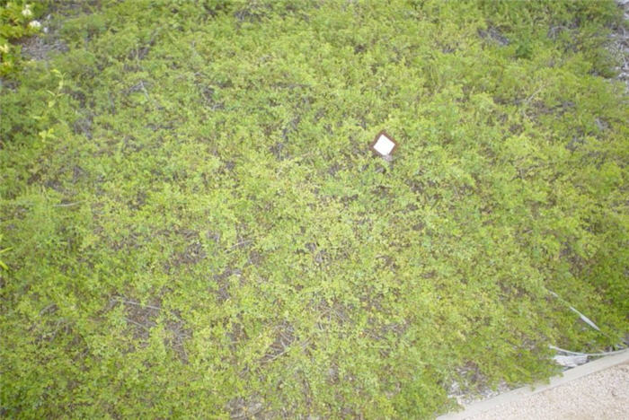 Coyote Bush Prostrate