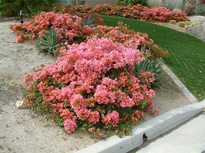 Bougainvillea, Rosenka