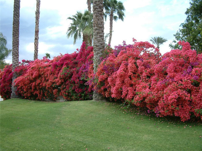 Plant photo of: Bougainvillea 'Barbara Karst'