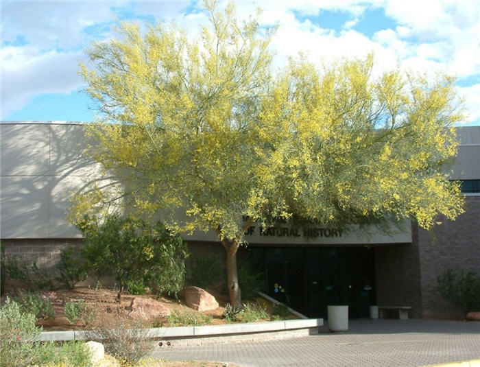 Blue Palo Verde