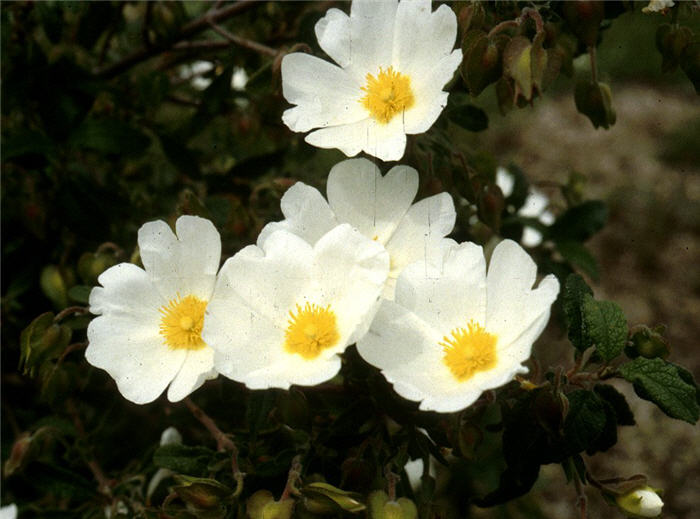 Plant photo of: Cistus salviifolius