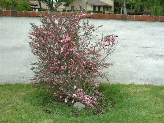 Leptospermum scoparium 'Helene Strybing'