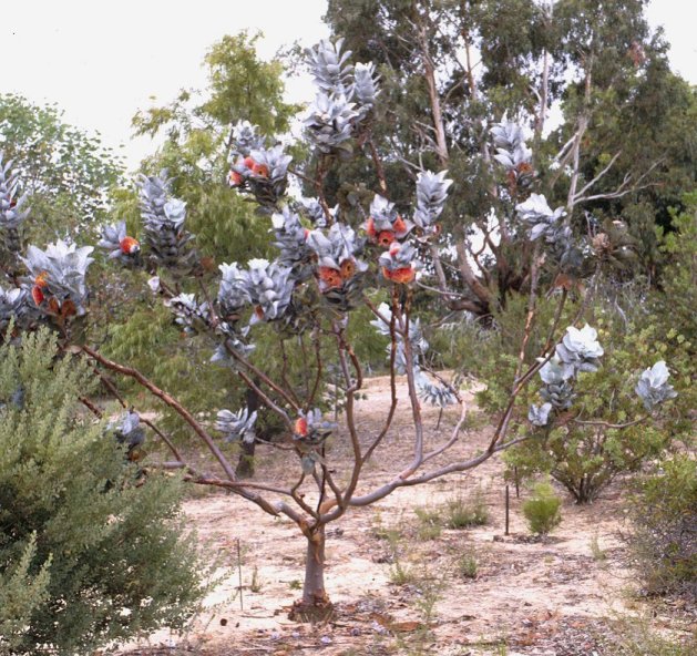 Eucalyptus macrocarpa