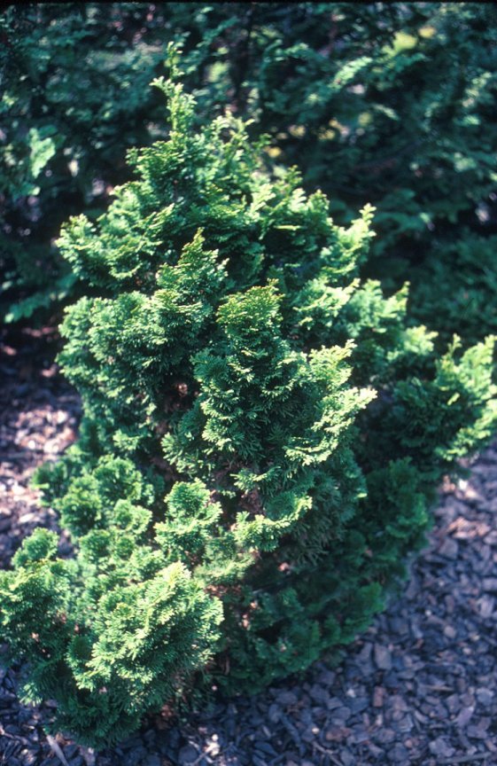 Plant photo of: Chamaecyparis obtusa 'Nana'