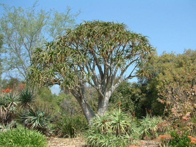 Baines Tree Aloe