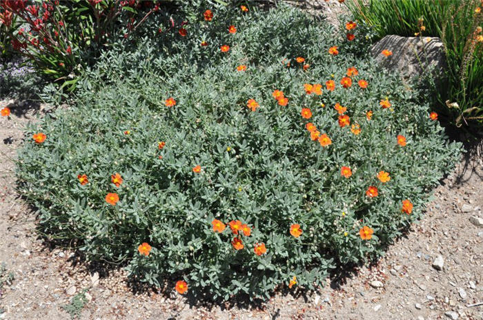 Helianthemum nummularium