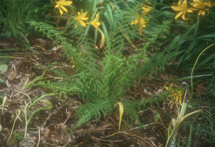 Athyrium filix-femina