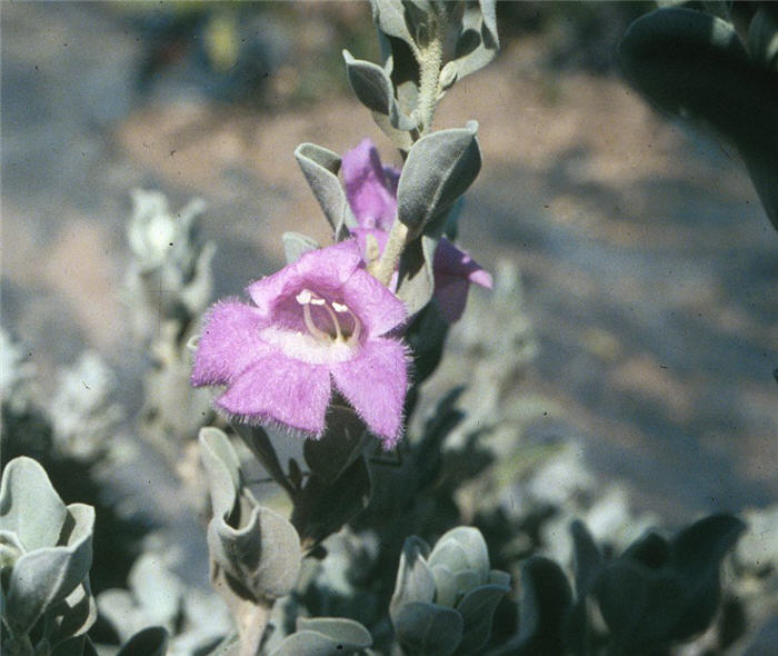 Leucophyllum frutescens