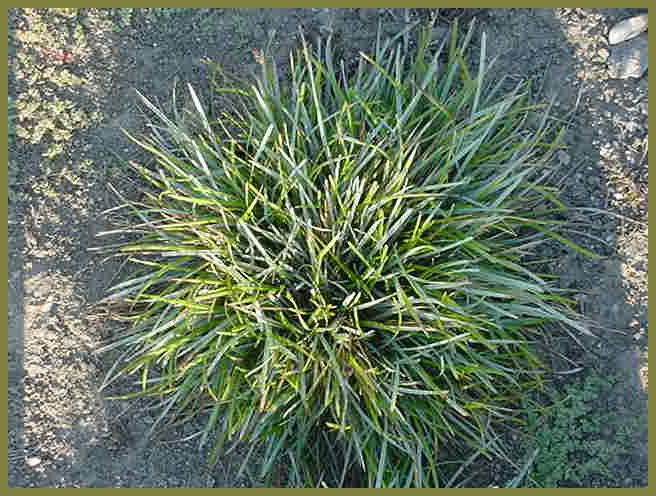 Sesleria caerulea