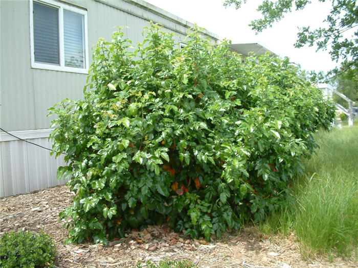 Golden Abundance Mahonia